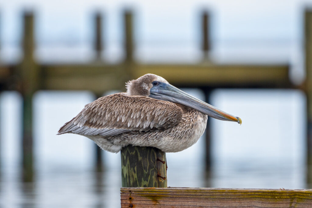 A pelican sitting on top of a wooden post.