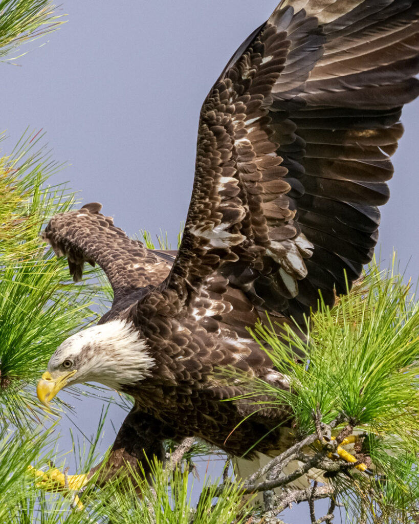 A bald eagle is flying over the trees.