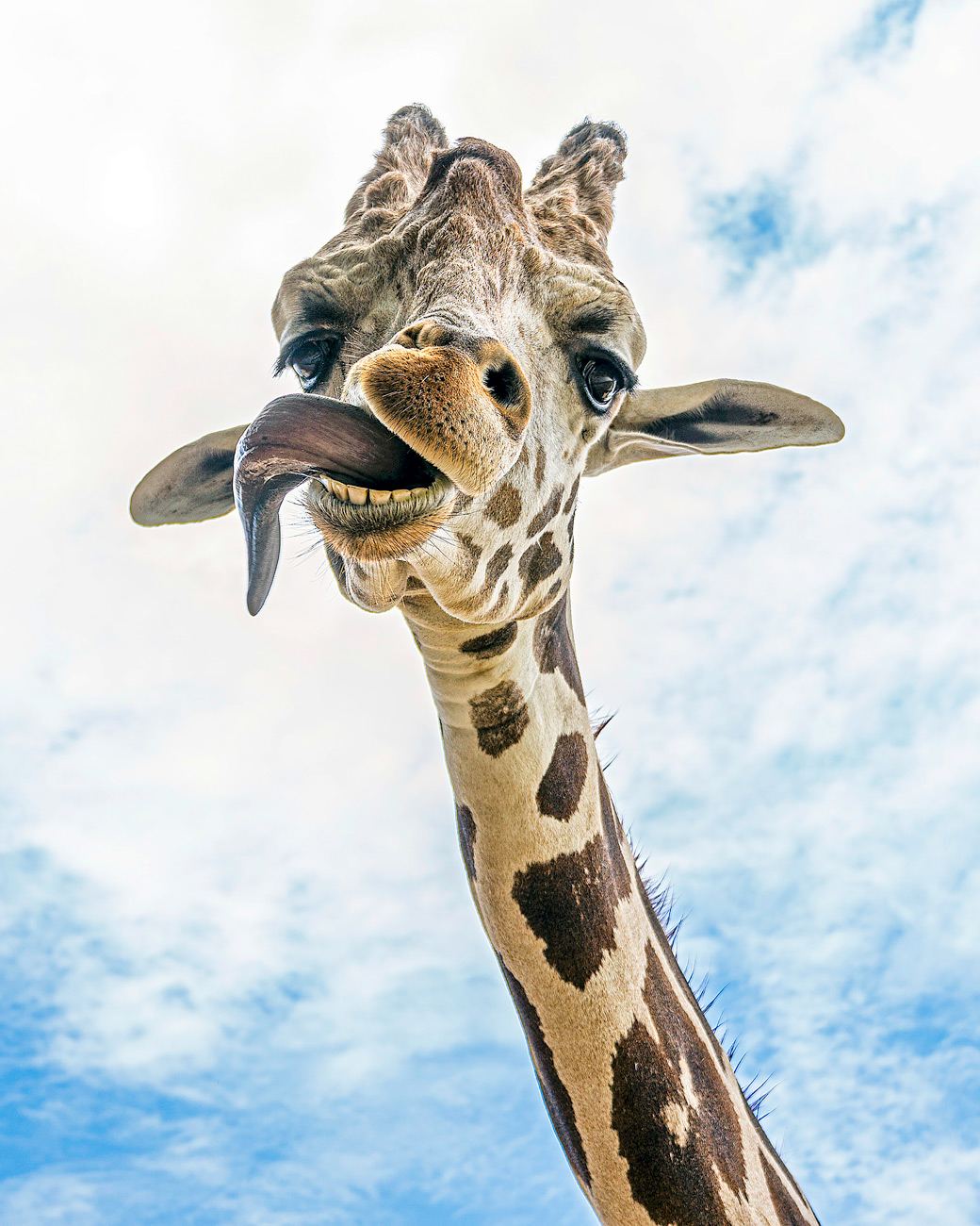 Humorous giraffe with tongue sticking out