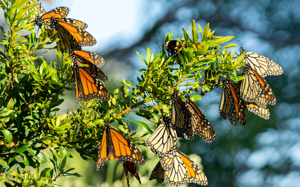 A group of butterflies hanging from the branches of a tree.