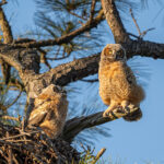 great-horned-owl-babies