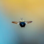 bumble-bee-flying